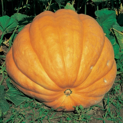 Picture of Pumpkin Dills Atlantic Giant